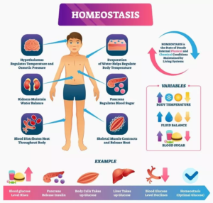 biology hemeostasis in simple lang